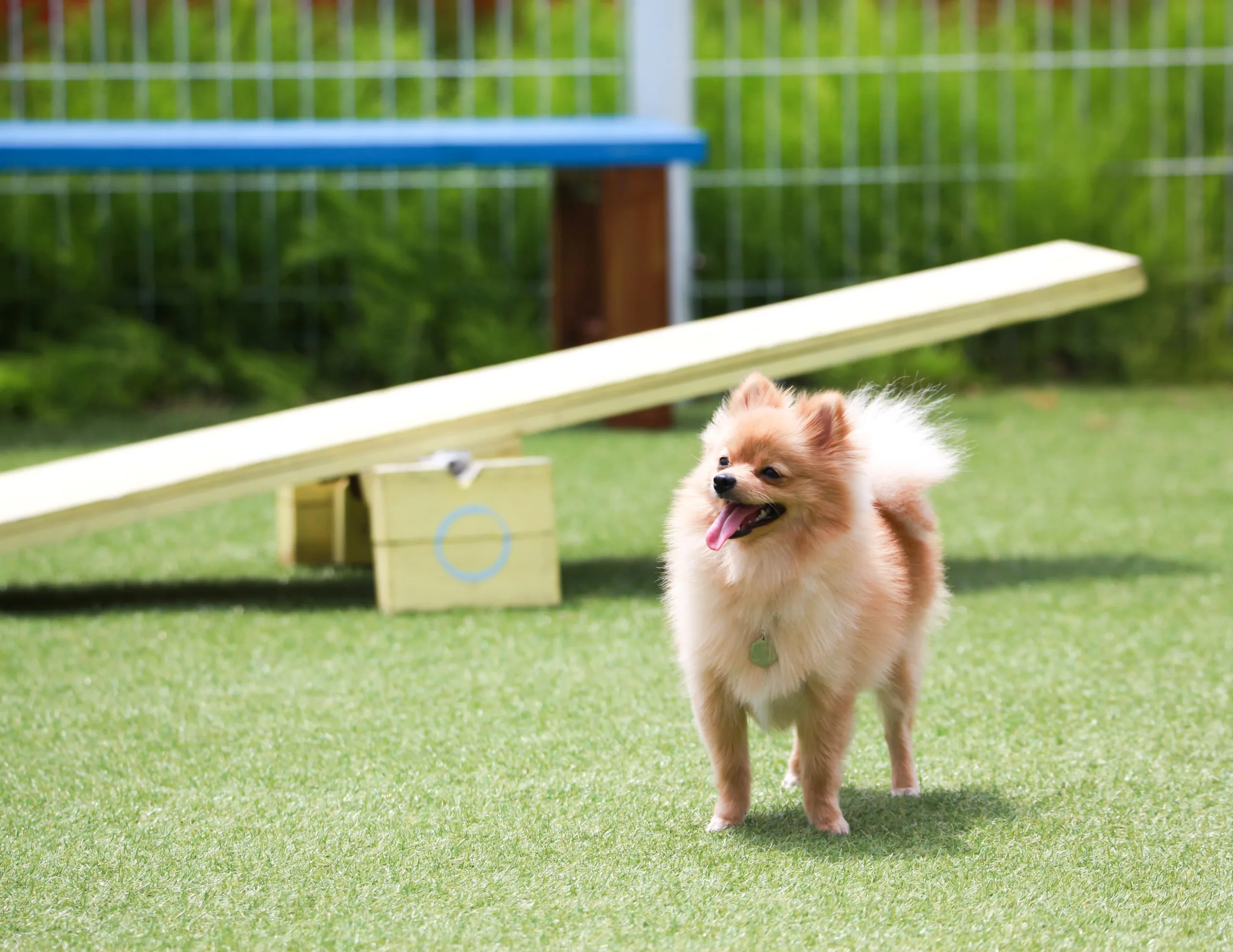 Pomeranian panting standing on the grass in the dog park. The sun is shining down, and, in the background, there is a teeter-totter ramp and bench with some green foliage and a fence. with ramp blurred in the background.