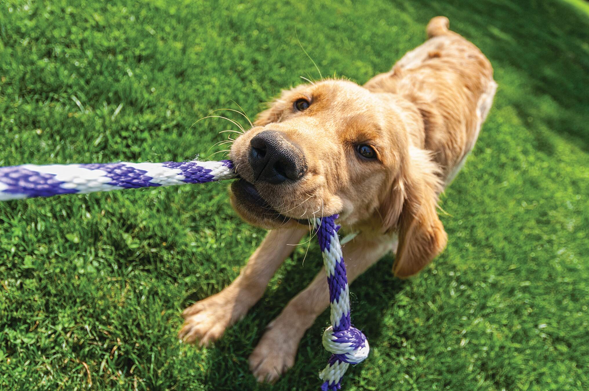 Puppy golden retriever with a blue and white rope in its mouth playing tug-of-war on grass. He is looking right at the camera and has a grin on his face. New pet-friendly apartment homes for rent with private fenced backyards in Celina, TX, near Dallas, TX with pool, dog park, gym, and club house. *No breed or weight restrictions.